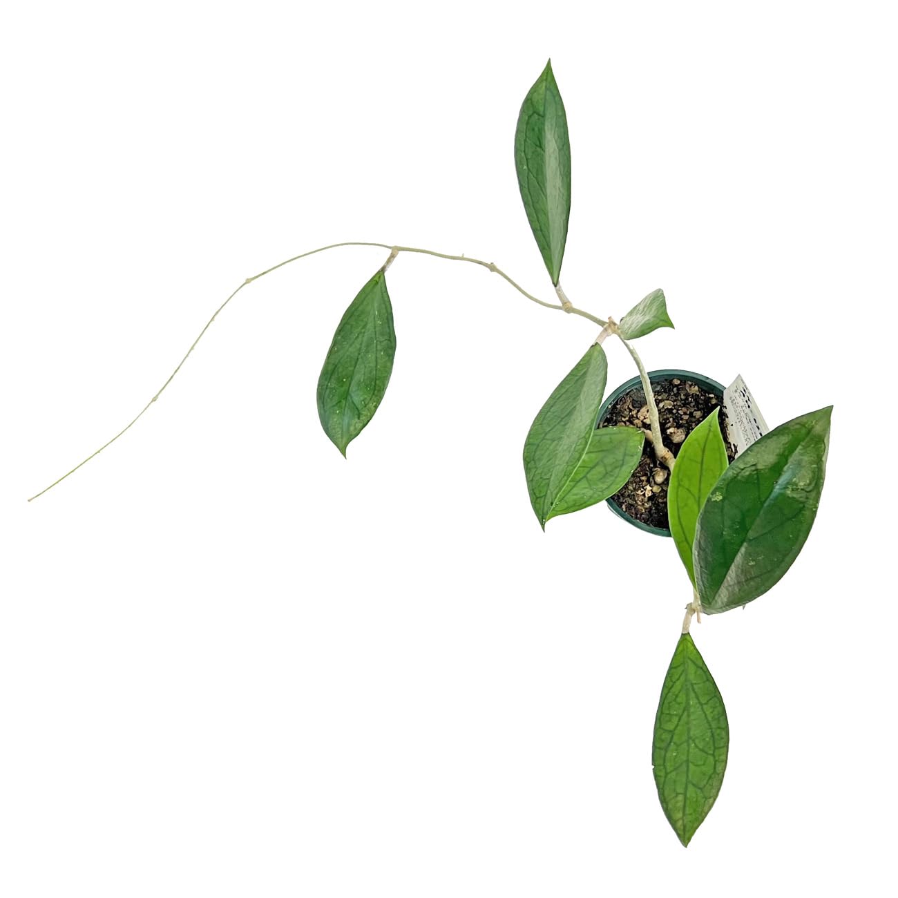 Amazon｜ホヤ AH-022 3.5号 鷲尾園芸 Hoya 'Jennifer' Seed AH 022